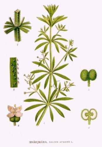 Aparine Clivers - Galium aparine - Подмаренник цепкий